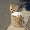 tlinhprocute
