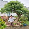 tuan_bonsai_01