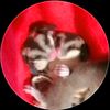 shabumoopingsugarglider