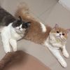 hachisachithe_cat