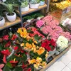 thanhtructhai123