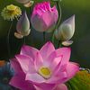 hoangdung_666999