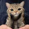 _____pusheen_____