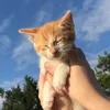 culpaepoena
