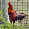 tobaotrongfarm_67