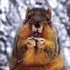 squirrelfriend21