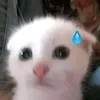 miao.meowi