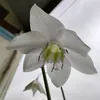 dailammoc120517