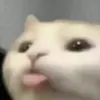 moo.cheese48