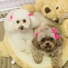 brethegroomer