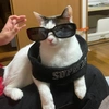 catpopopo