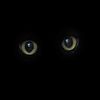 _kittycat_007