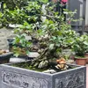1987_bonsai