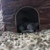 rats_at_pats