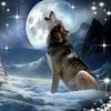 wolfblack0577