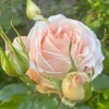 helene3387