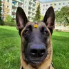 malinoirst