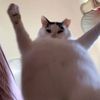 ejdjdsjjfjd0203