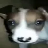 dogvulamgiabao