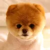 tienlikun