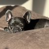 bruce_french_bulldog