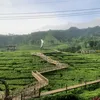 aguswidodo586