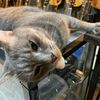 sadlycatsss