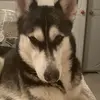 skysiberianhusky