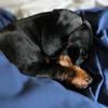 poppytheminidoxie1