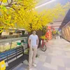 quanloe28