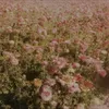 edsheeransgingertoehair2