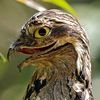 rufous_potoo