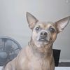 rufus_0ne