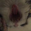 ilikeurcat