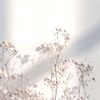 elafanwar5