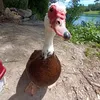 andre.oida