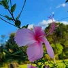 lorabaixinha26