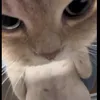 ramin_djomardov
