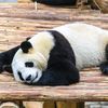 hissizbiirpanda