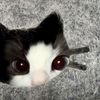 chococatbar