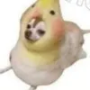 kisz769