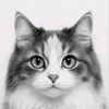 dy_gray