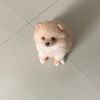 dogguti