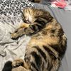 yadi_2272