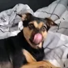 depulssl
