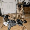 marvelous.working.k9s