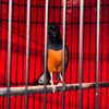 MYFbirdfarm