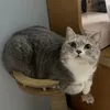 beepipi