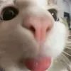 pynkyo