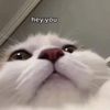 maisegiau_